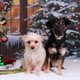 Illustration for article titled I have the cutest dogs ever OMG! (many pics)